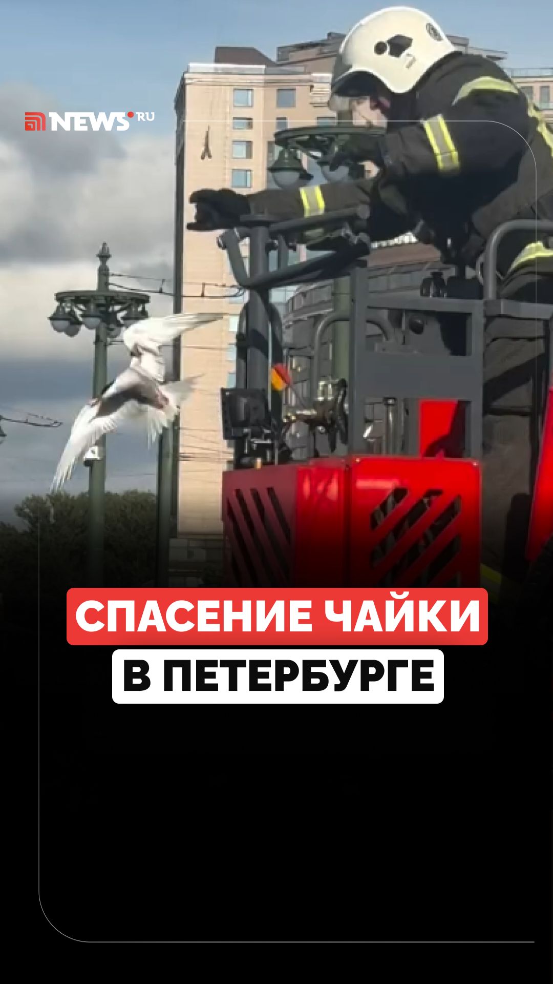 Чайку, попавшуюся на рыболовный крючок, спасли в Санкт-Петербурге