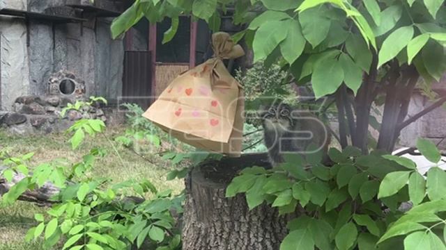 День рождения манула Тимофея в Московском зоопарке смотреть онлайн