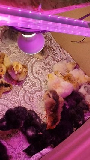 покушали греются возле лампы