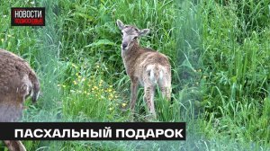Ягнёнок муфлона родился на Лосиной биостанции в Мытищах