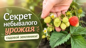 400 ягод с 11 кустов! Что дала Кормилица Микориза садовой землянике