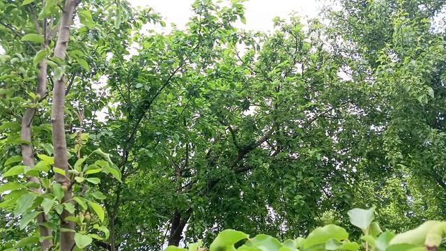 Единственная роза расцвела. Груши нагнули ветку. смотреть онлайн