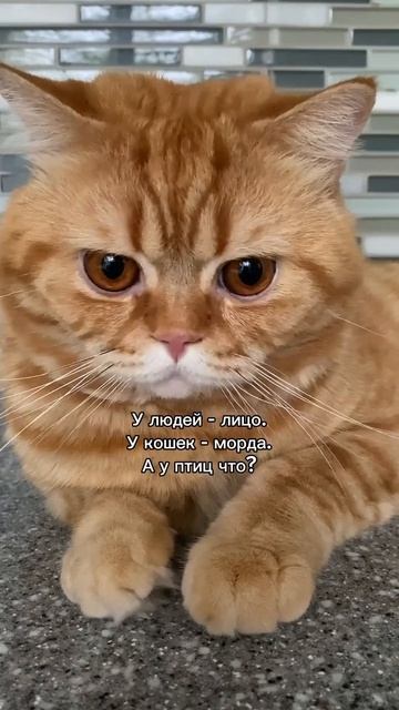 Видео: Catsblogers