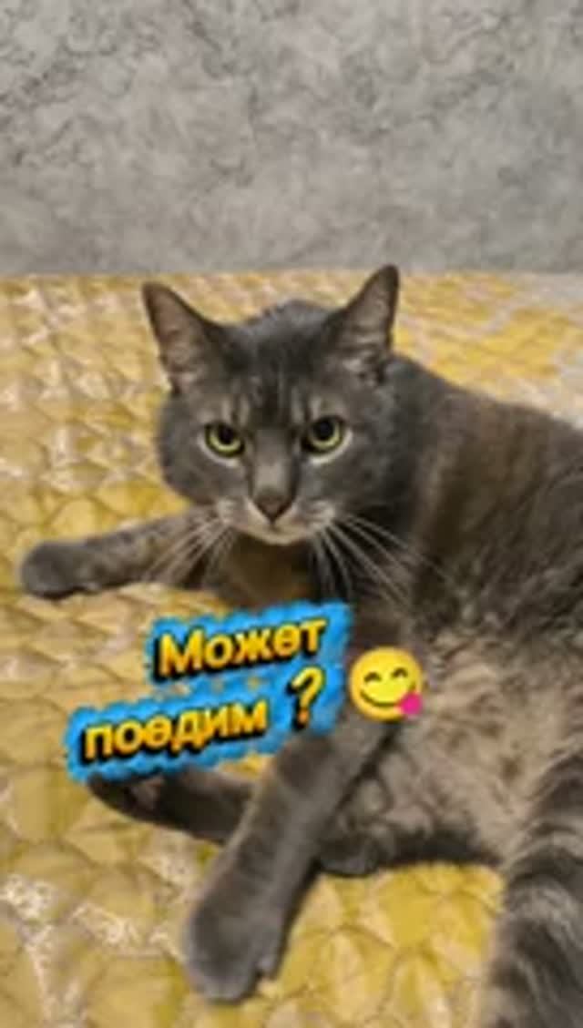 А я бы поел😹 смотреть онлайн