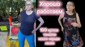Помидоры 100 кустов муж пилит Клён туНеядцы ?