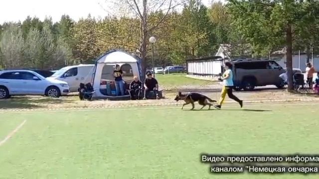 ПОДРОСТКИ СУКИ / КЧК СУРГУТ 31 мая`26 Е.Никитина Моно немецких овчарок