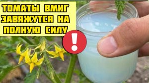 ПОДКОРМКА В ИЮНЕ. Не пропустите! Томаты вмиг заплодоносят, фитофторы не будет никогда!