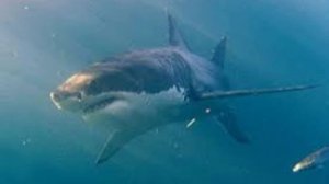 Нашествие опасных белых акул началось во Владивостоке