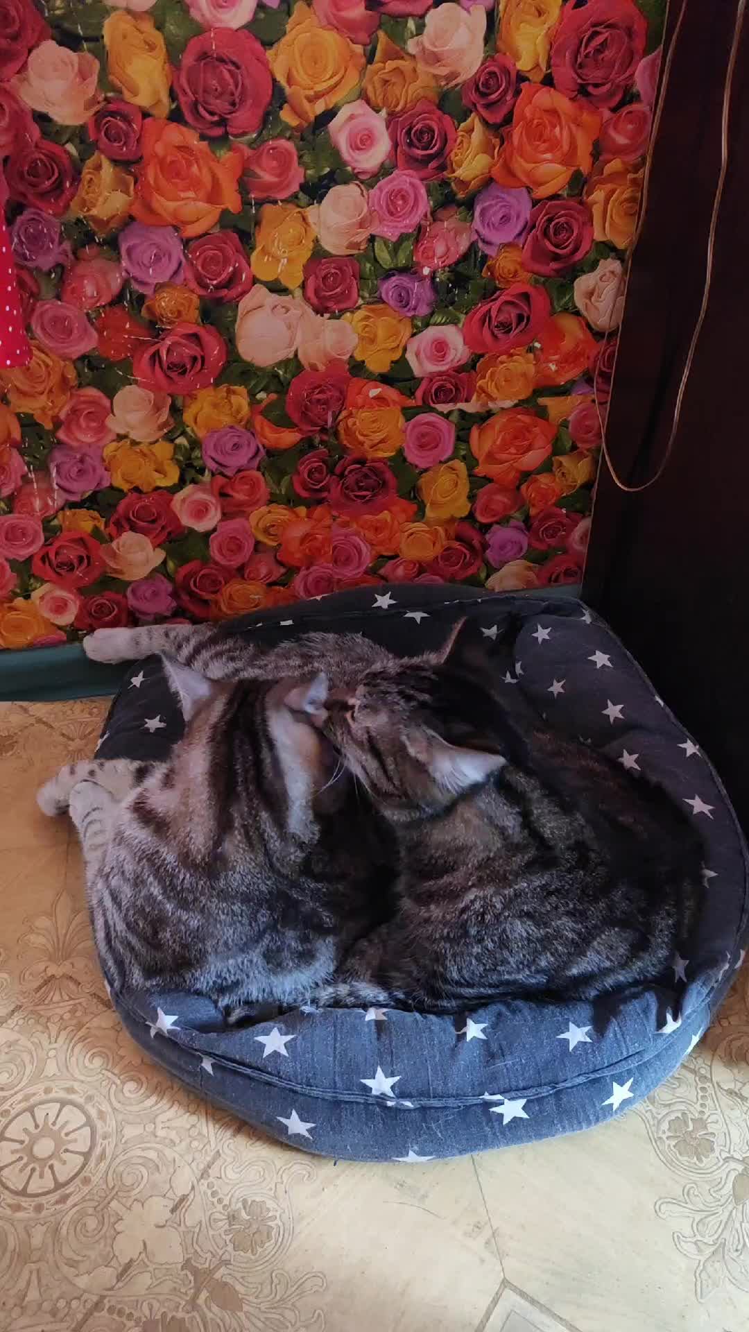 кошки релакс смотреть онлайн