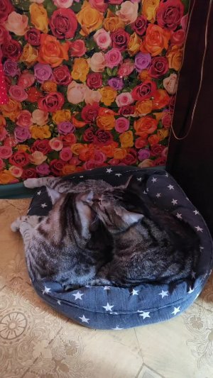 кошки релакс