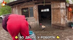 Содержание кур в домашних условиях и других птиц во дворе у Роберта 🐣🐤🦆🐔🪿🦃 (520)
