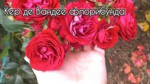 Первая волна цветения роз 3ч.