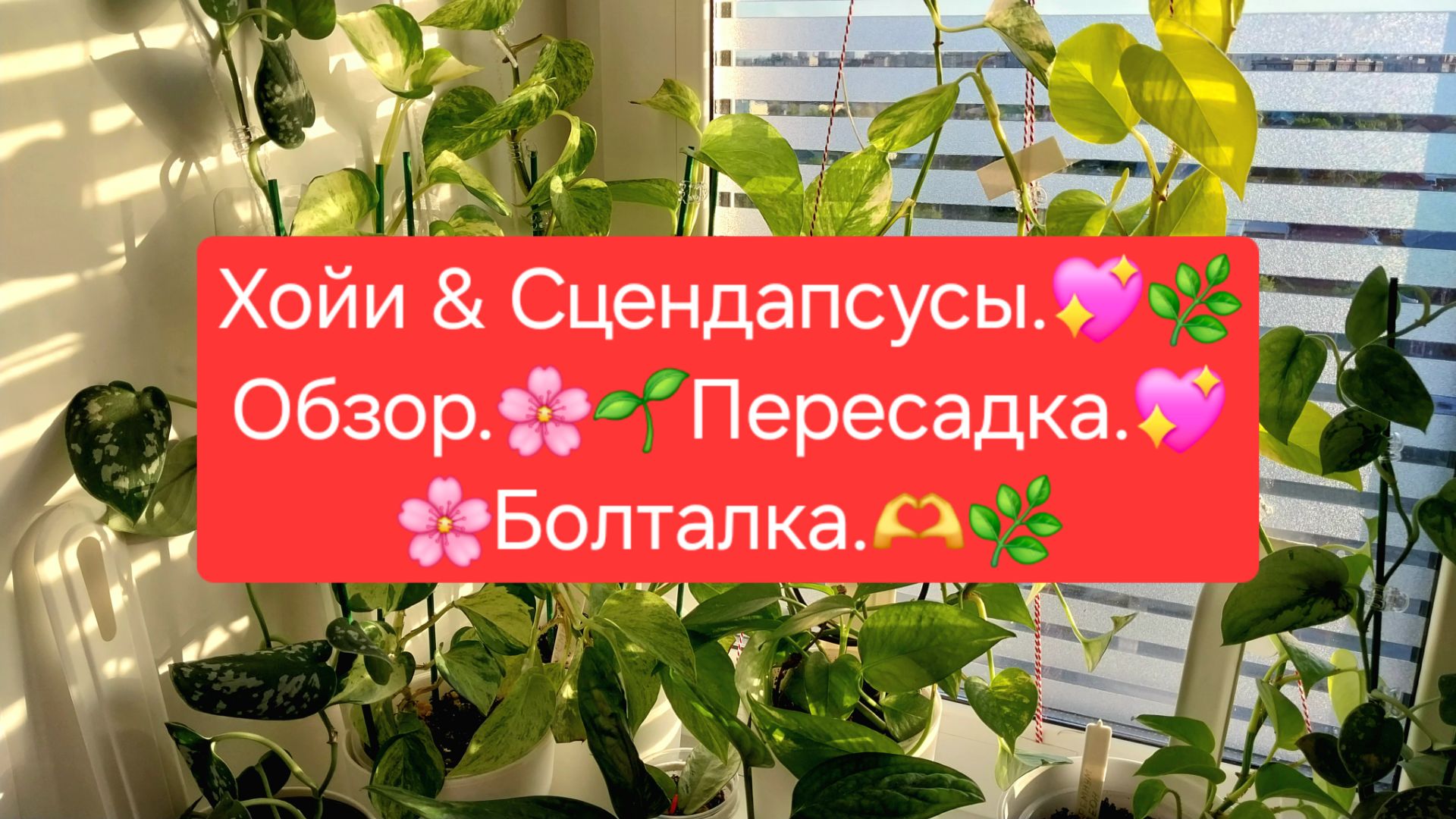 ХОЙИ & СЦИНДАПСУСЫ.🌷🍀 ОБЗОР🌸💖ПЕРЕСАДКА.🍀🌺БОЛТАЛКА.🌼🌷 смотреть онлайн