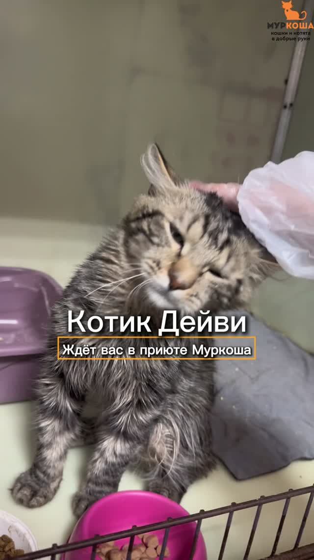 Дейви ждёт вас в приюте #Муркоша