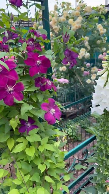 Клематис Руж Кардинал🌺лучший для сада🌿