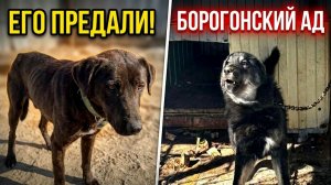 Двойная трагедия: домашний пес в ППЖ и спасение душ из Борогонцев