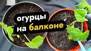 Как вырастить огурцы на балконе - выращивает огурцов на балконе