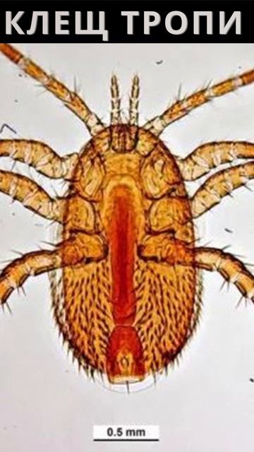 Тропилелапсоз: что это? — опасный клещ пчёл. Столбова 🐝⚠️