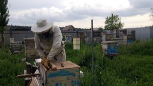 Удивительное разрешение кардебалета с маточниками