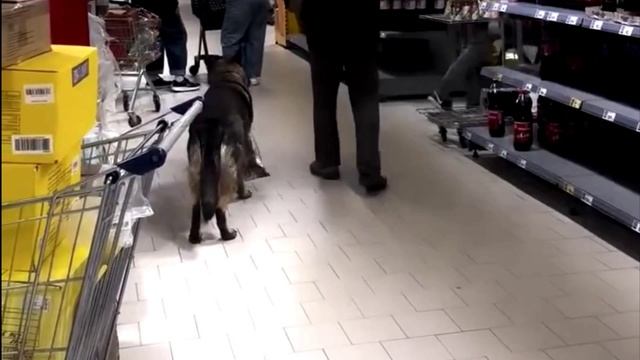 Человек собаке друг
