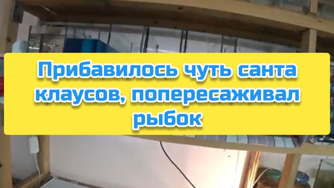 Прибавилось чуть санта клаусов, попересаживал рыбок