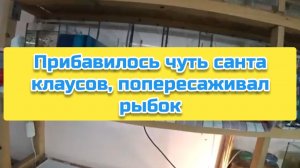 Прибавилось чуть санта клаусов, попересаживал рыбок