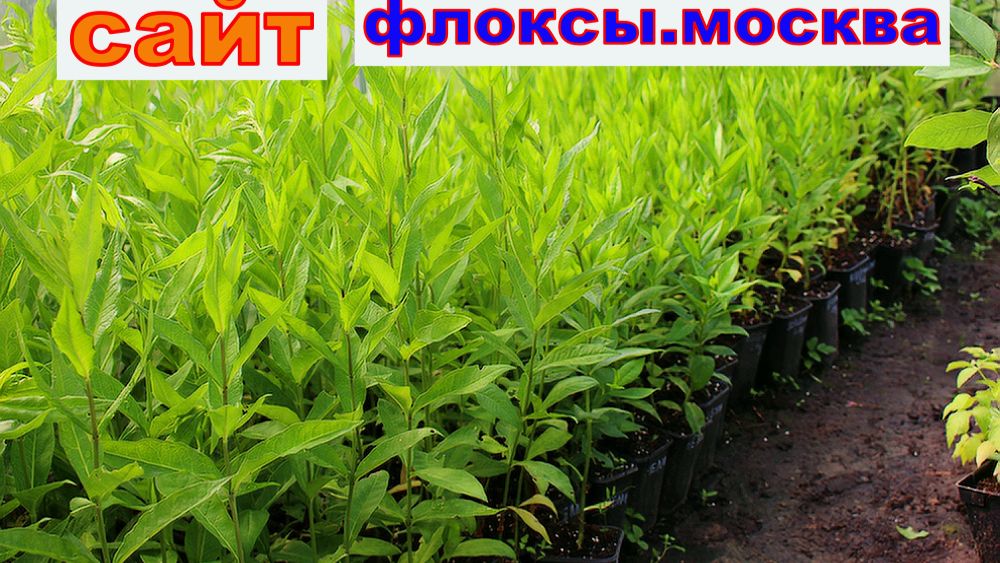 ФЛОКСЫ В ГОРШКАХ В ПИТОМНИКЕ.