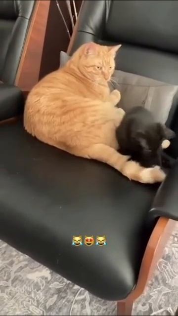с хвостиком играет❤️🤣🌸 смотреть онлайн