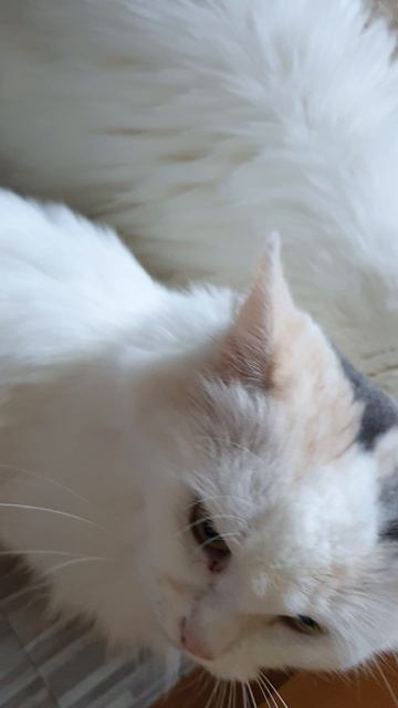 Кот и кошка завтракают