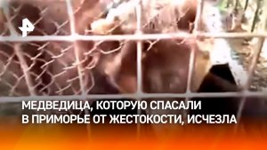 Медведица Майя из Приморья, которую волонтеры отправились спасать от травли собаками, исчезла
