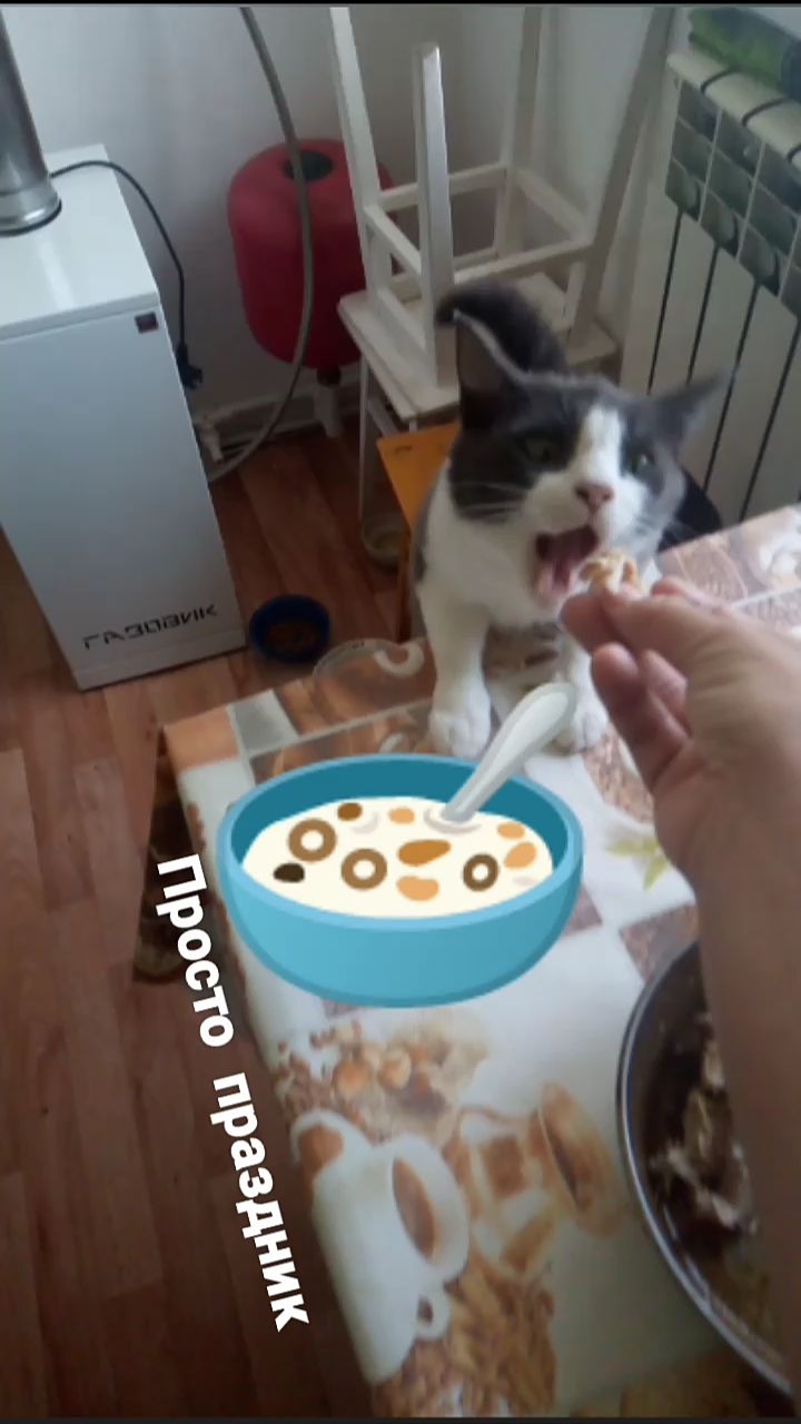 Кот Дымок Кошка Фрося праздничный обед мясное блюдо от шефа