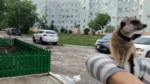 Такой зверок...