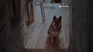 1000061730.mp4 (Собака наблюдает за проектированием газификации в доме А-фрейм)