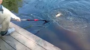 Приоритета в приманках нет. Спорт-зона. Клёвое место Лосиный остров.