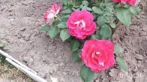 Розочка для переднего плана- Бордюр Вив
