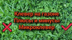 Клевер на газоне. Плюсы и минусы. Микроклевер.