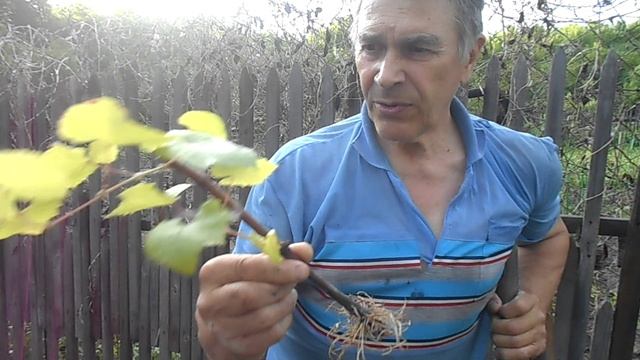 САЖАЕМ ВИНОГРАД.ЗАКОНЧИЛИ СБОР ЖИМОЛОСТИ смотреть онлайн