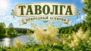 ТАВОЛГА ПРИРОДНЫЙ АСПИРИН