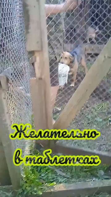 Лето, ляпота! Кормежка, скоро глистогонка