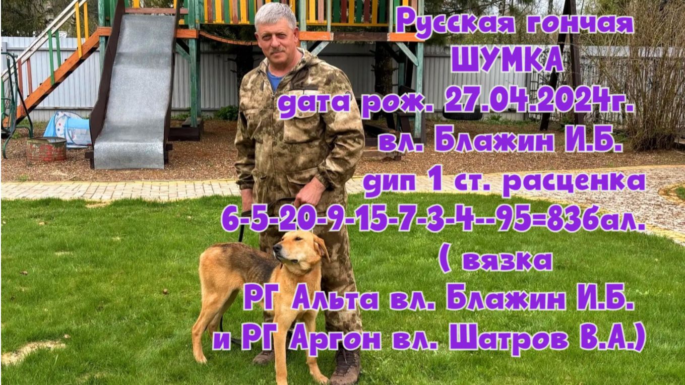 Русская гончая ШУМКА  вл. Блажин И.Б.  дип 1 ст. #охота #топ #hunting