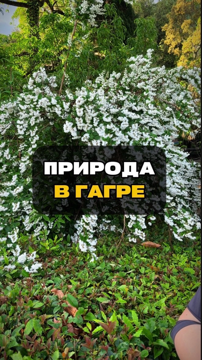 Природа в Гагре