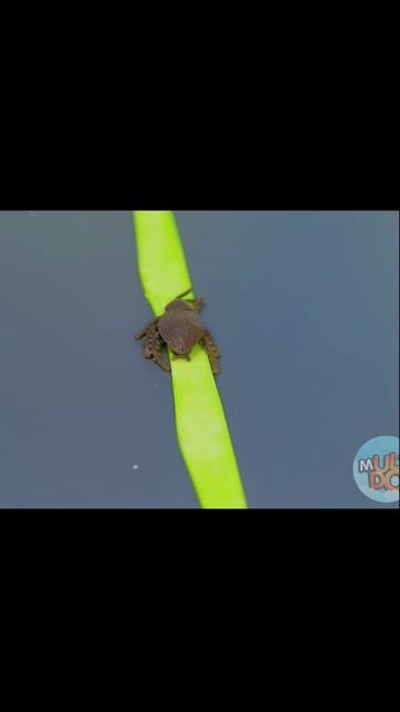 девочка ела зеленую жвачку