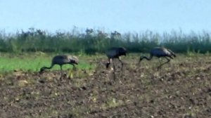 Журавли на поле у крепостных валов древнего Ярополча. Владимирская область
