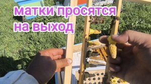 Расширение пасеки продолжается, теперь Бакфастом. Пчеловодство.