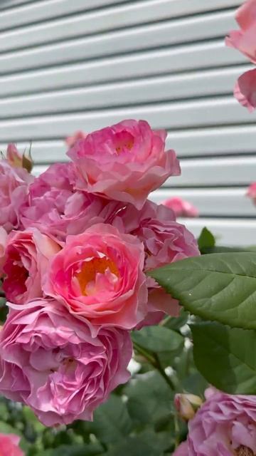 Пьер🌸держится👍Мадам де Сталь🌺11 июня🌿