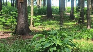 Подарок от Насти ,в парке первые грибы.