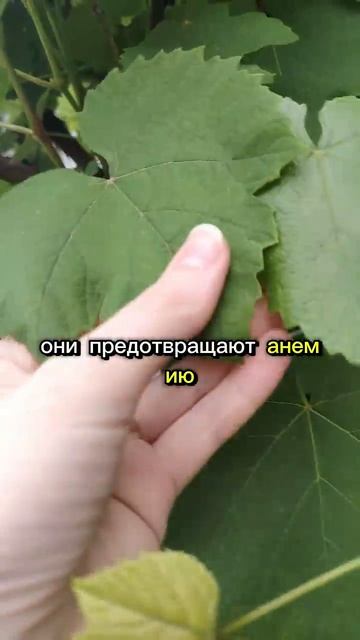ВИНОГРАДНЫЕ ЛИСТЬЯ ТВОРЯТ ЧУДЕСА?!! → 👤 #ЖИТЬ_ЗДОРОВО