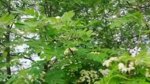 У нас красавица-рябина