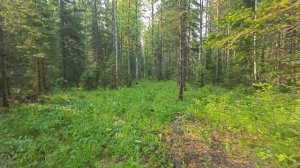 Река Сокаревка
Зеленогорск