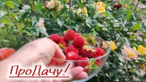 Приучаю мужа🍓. Утро на даче!